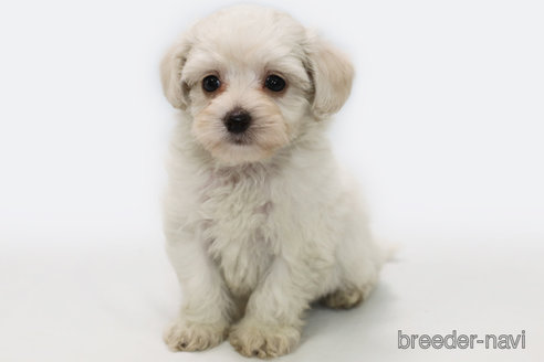 成約済の神奈川県のマルプー:マルチーズ×トイプードル-303398の2枚目